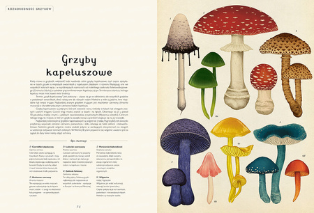 Fungarium. Muzeum Grzybów